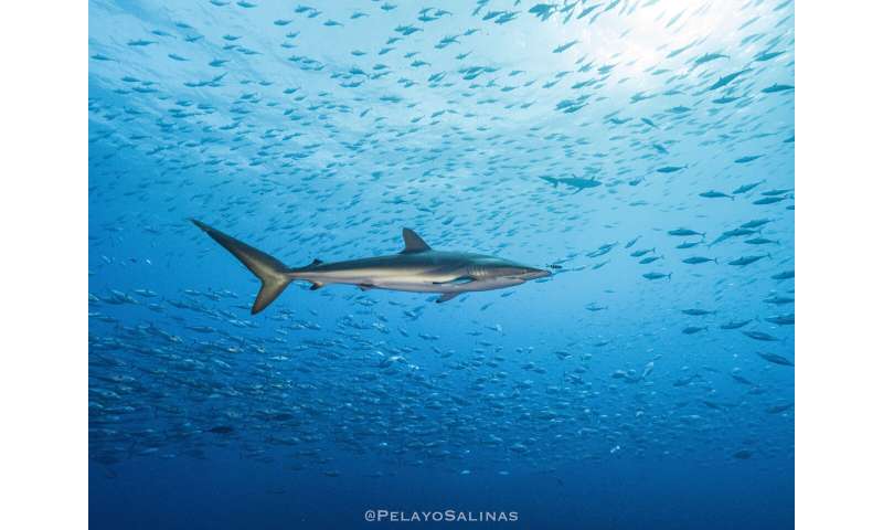 Record-Breaking Silky Shark Migration in the Eastern Pacific