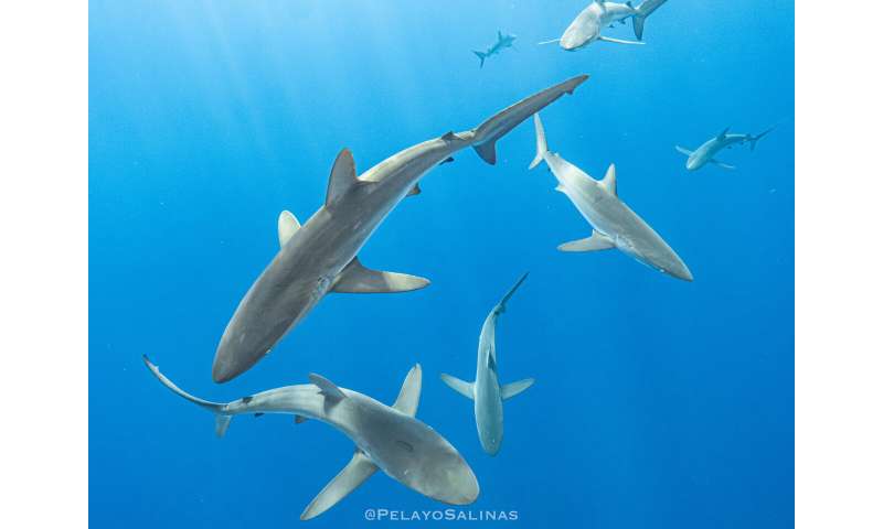 Record-Breaking Silky Shark Migration in the Eastern Pacific