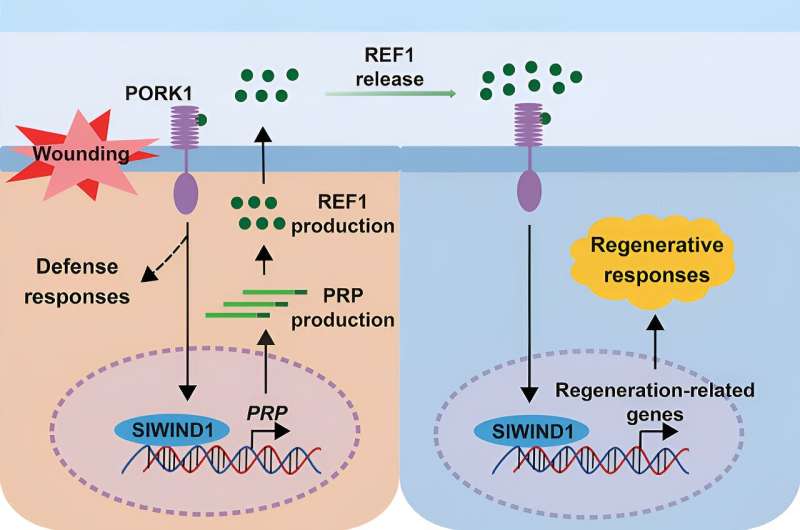 REF1: The Key Wound Signal Driving Plant Regeneration - A Breakthrough Discovery