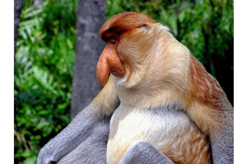 Proboscis Monkey Noses: Evolution for Mate Attraction - ANU Study