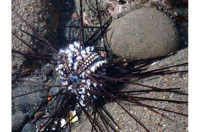 Red Sea Sea Urchin Die-Off: Researchers Identify Deadly Pathogen