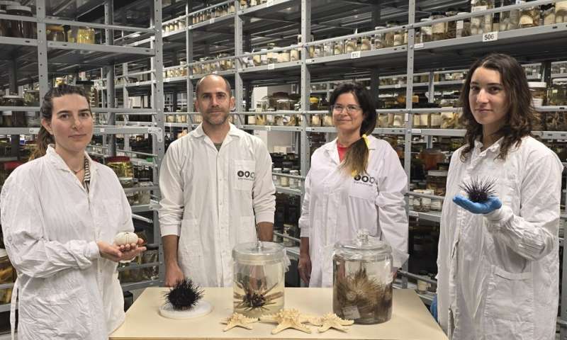 Red Sea Sea Urchin Die-Off: Researchers Identify Deadly Pathogen