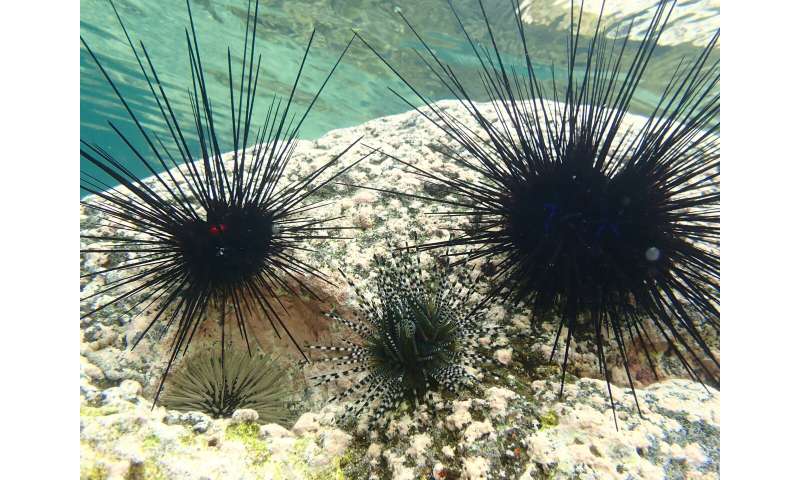 Red Sea Sea Urchin Die-Off: Researchers Identify Deadly Pathogen