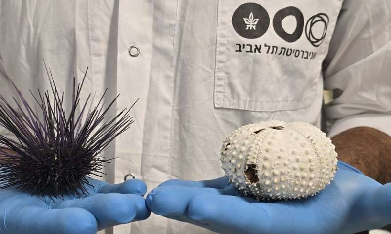 Red Sea Sea Urchin Die-Off: Researchers Identify Deadly Pathogen