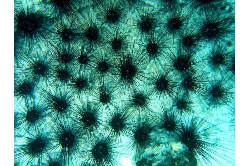 Red Sea Sea Urchin Die-Off: Researchers Identify Deadly Pathogen