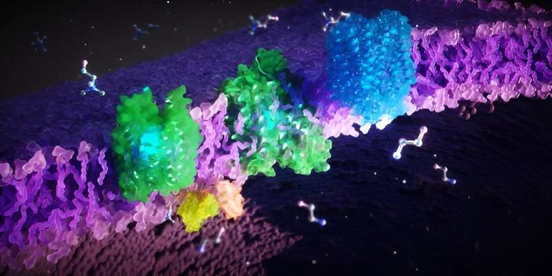 FLVCR Proteins: Structure, Function, and Role in Human Health