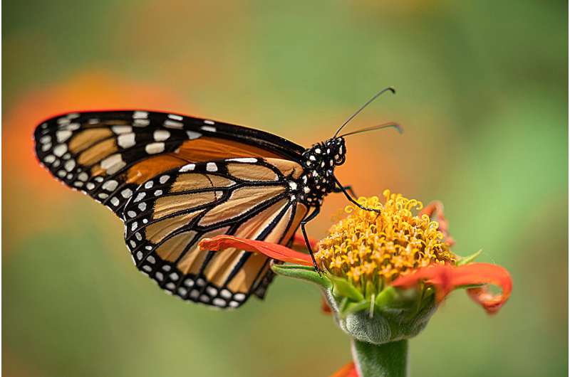 Attract Monarch Butterflies: Create a Migratory Oasis in Texas