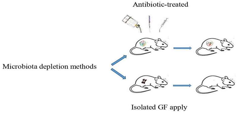 Gut Microbiota: How Gut Bacteria Impact Human Health - AIMS Microbiology