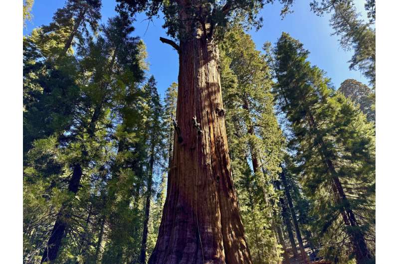 General Sherman Tree Health: Climate Threats to Giant Sequoias