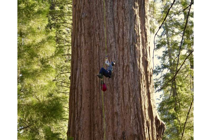 General Sherman Tree Health: Climate Threats to Giant Sequoias