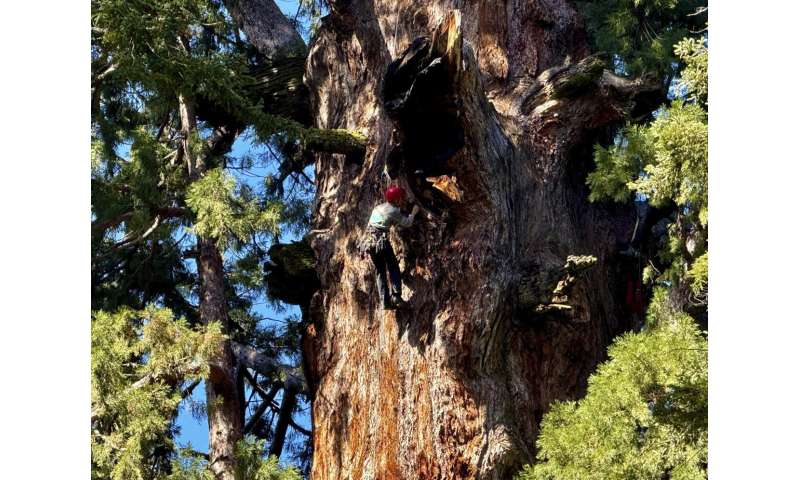 General Sherman Tree Health: Climate Threats to Giant Sequoias