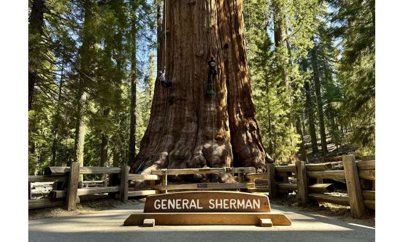 General Sherman Tree Health: Climate Threats to Giant Sequoias