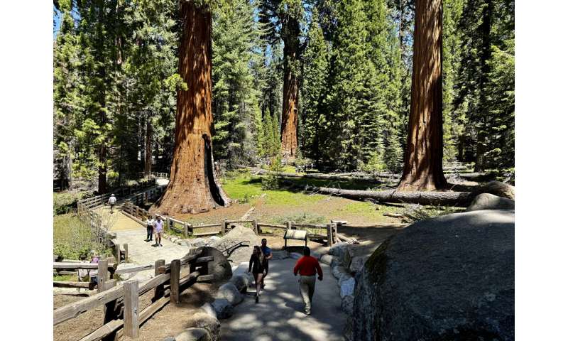 General Sherman Tree Health: Climate Threats to Giant Sequoias