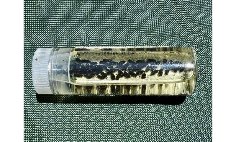 General Sherman Tree Health: Climate Threats to Giant Sequoias