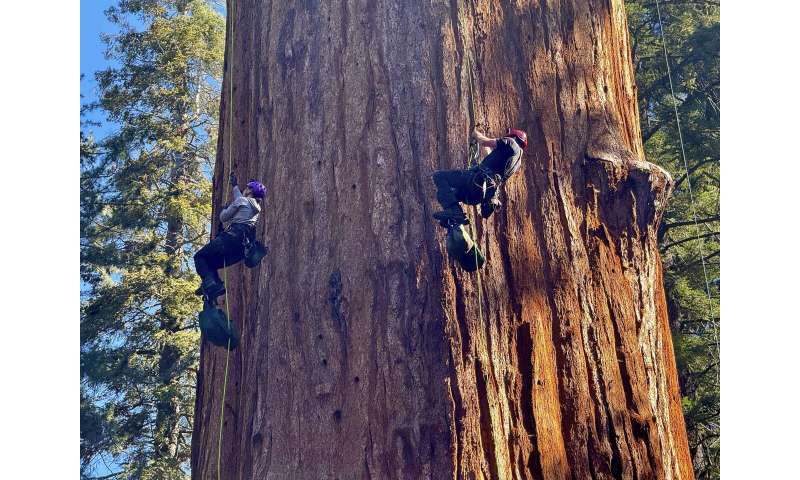 General Sherman Tree Health: Climate Threats to Giant Sequoias