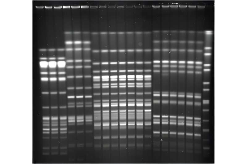 New Tool Detects *E. albertii*: A Foodborne Pathogen of Concern for Children