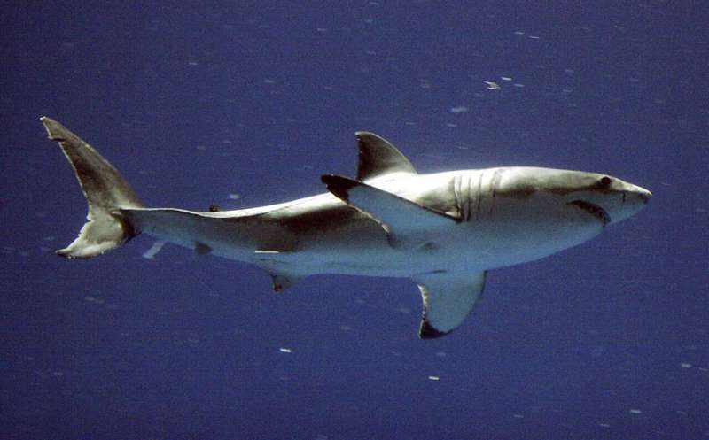 Great White Shark Sightings Increase: Safety Advice for Beachgoers