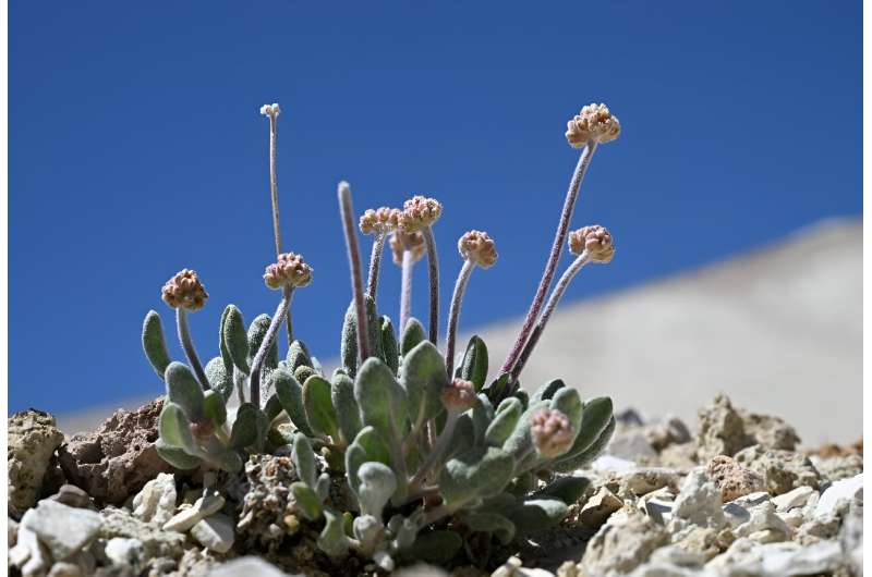 Lithium Mining Threatens Rare Tiehm s Buckwheat: Conservation Concerns