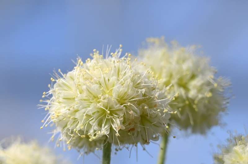 Lithium Mining Threatens Rare Tiehm s Buckwheat: Conservation Concerns