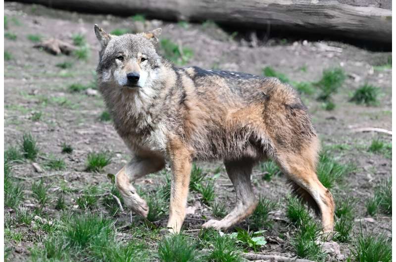 French Wolf Population Declines in 2023: Environmental Concerns Rise