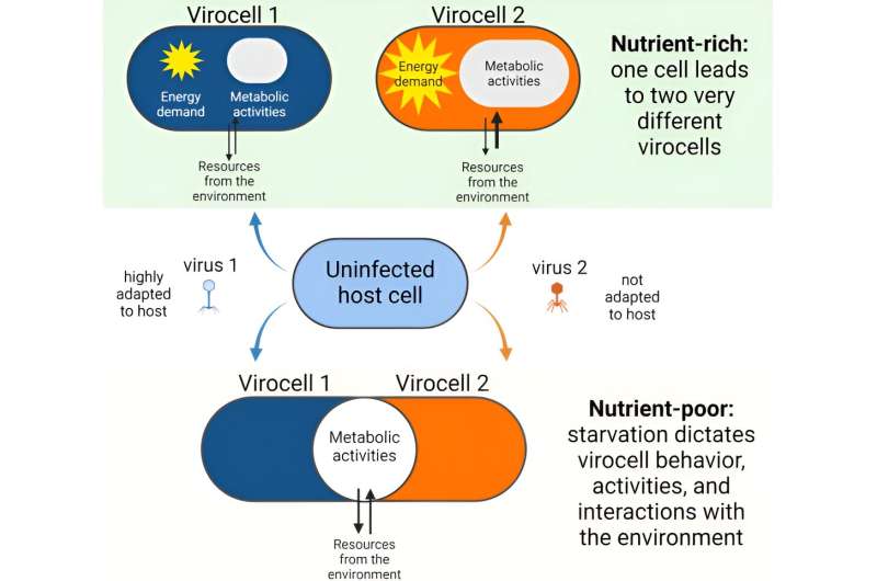 Viral Infection Alters Microbial Communities in Low-Nutrient Environments - Research