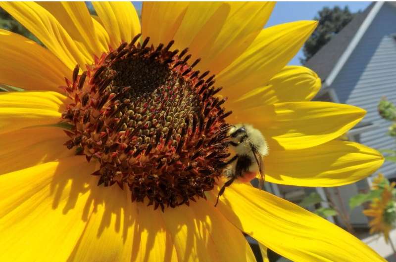 Community Science Volunteers Boost Bumble Bee Research in Canada & US