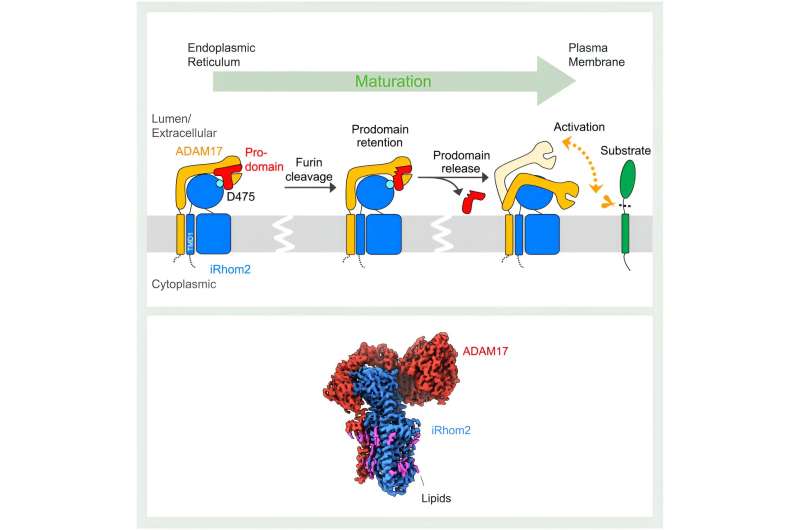 iRhom2 Regulates ADAM17 Activity: A Key Role in Cell Signaling