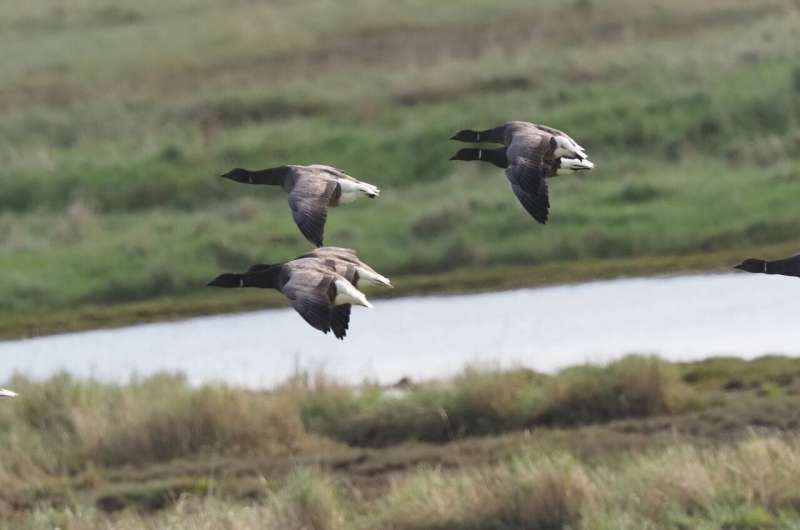 Unlocking Bird Communication: Network Science Reveals New Insights