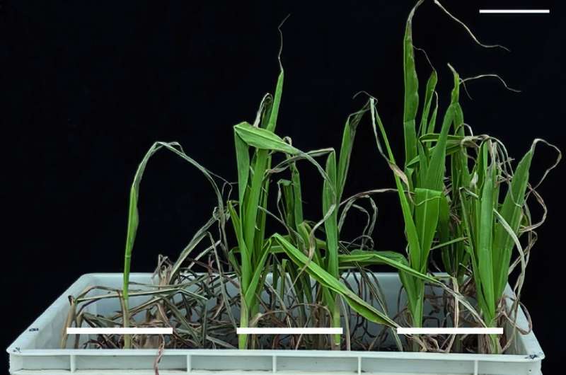 Gene Discovery Boosts Drought Resistance in Maize