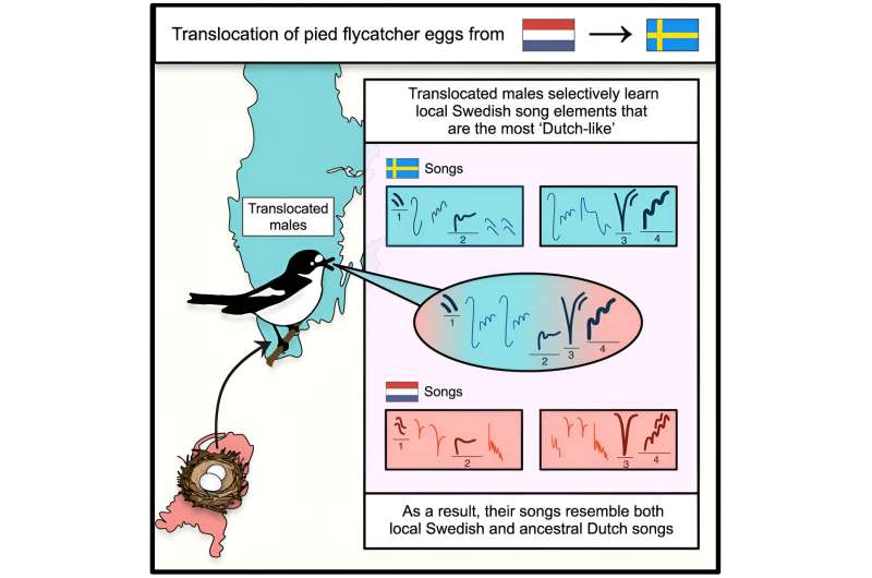 Genetic Basis of Bird Song Learning: Population-Specific Vocalizations