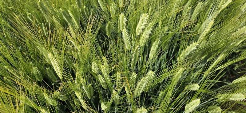 Barley Spikelet Development: New Research Reveals Key Mechanism