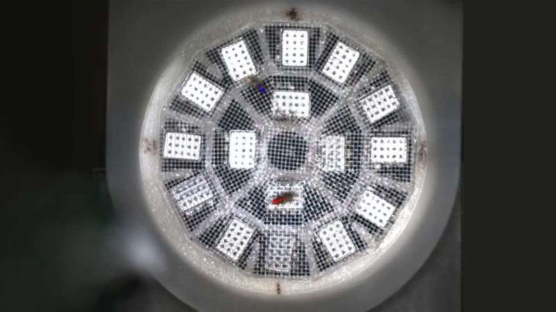 AI Predicts Fruit Fly Courtship Behavior with High Accuracy