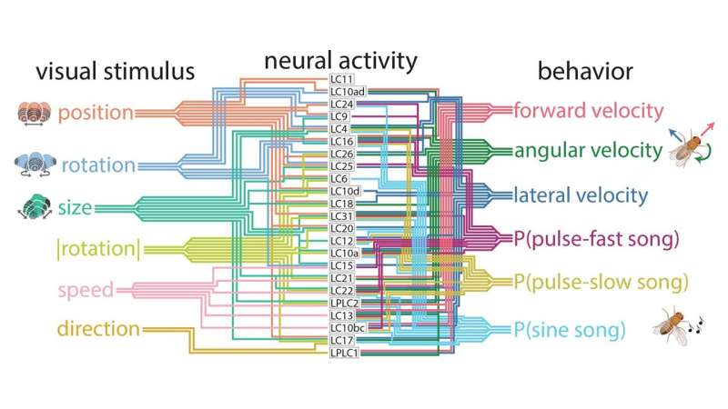 AI Predicts Fruit Fly Courtship Behavior with High Accuracy