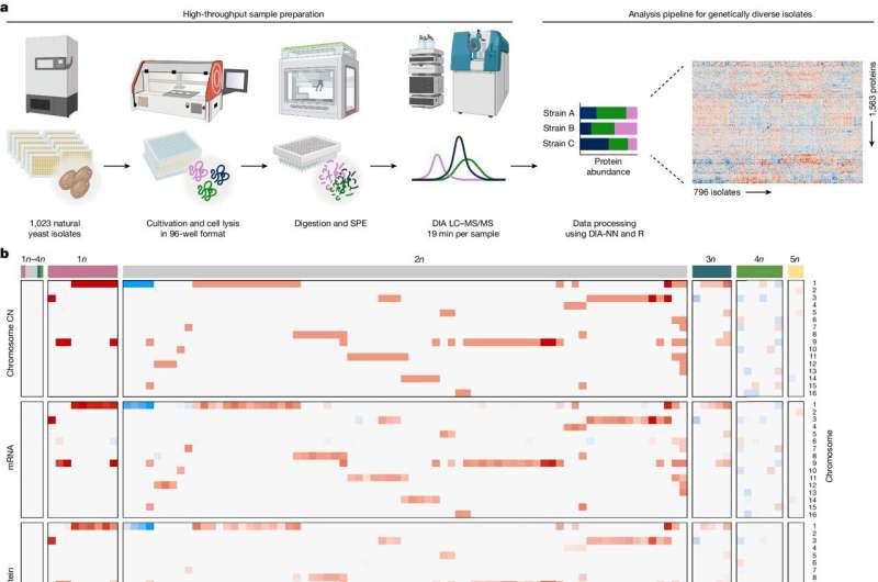 Yeast Aneuploidy: How Extra Chromosomes Drive Adaptation and Evolution