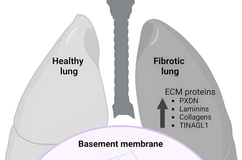 Bromine s Role in the Lungs: Protein Modifications Reveal New Biological Functions