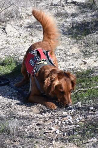 Disease Detection Dogs Protecting South Dakota Bighorn Sheep Populations