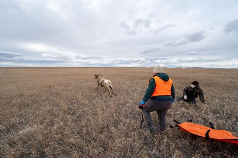 Disease Detection Dogs Protecting South Dakota Bighorn Sheep Populations