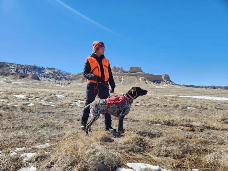 Disease Detection Dogs Protecting South Dakota Bighorn Sheep Populations