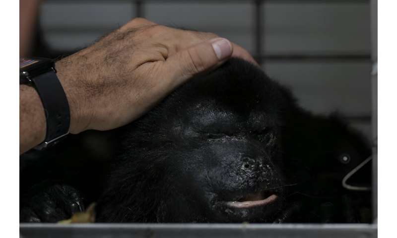 Mexico Howler Monkey Crisis: Volunteers Struggle Amid Heatwave