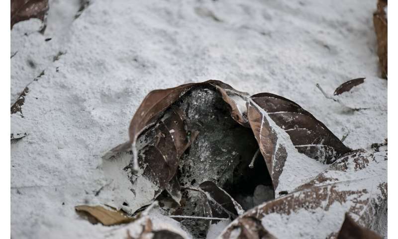 Mexico Howler Monkey Crisis: Volunteers Struggle Amid Heatwave