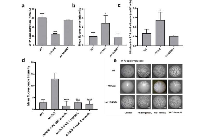 Mitochondrial Phosphate Carrier s Role in Candida Albicans Virulence Identified