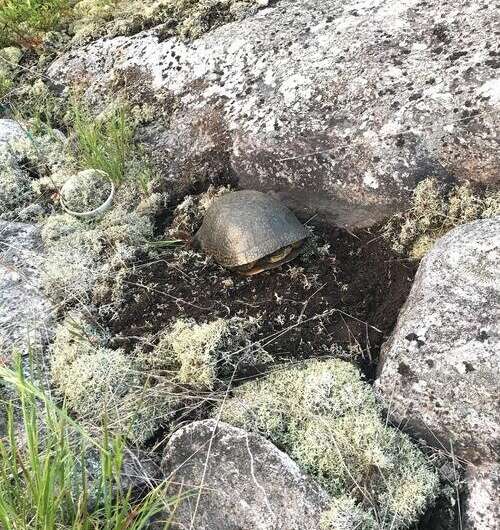 Innovative Turtle Nest Design Boosts Endangered Species Populations