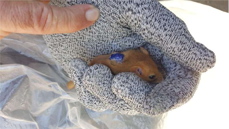 New Dormouse Habitat Discovered: Reed Beds Identified