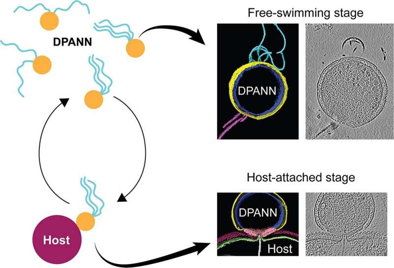 Nanobdella aerobiophila: Uncovering the Life Cycle of an Ectosymbiotic Archaeon