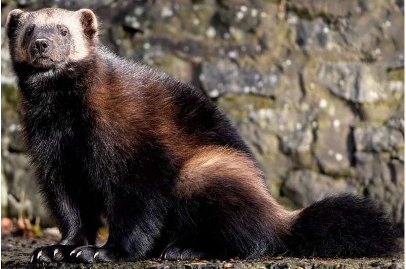 Wolverine Reintroduction to Colorado: A Return After a Century