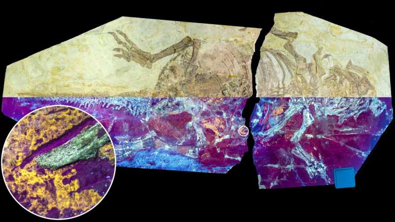 Dinosaur Feather Evolution: New Evidence of Scaly Skin