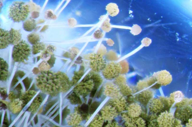 Unique Fungal Adaptations in Bee Bread: New Research Reveals Aspergillus Flavus Survival Strategies