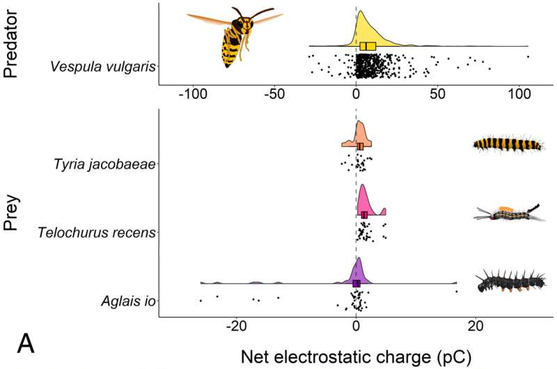 Caterpillars Use Electrostatic Sense to Detect Predators – New Research
