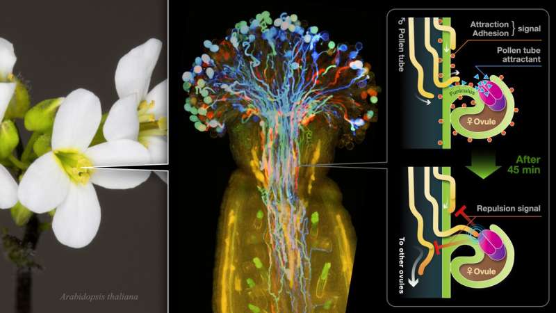 Plant Reproduction: Unraveling Pollen Tube Guidance and Mate Selection