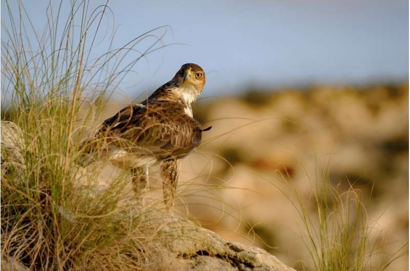 Human Influence Enabled Bonelli s Eagle Expansion in the Mediterranean